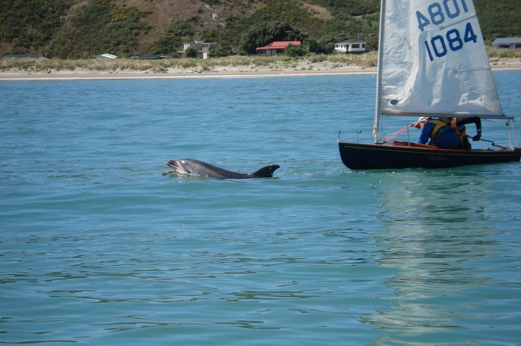 Moko carries P Class rudder away from Starling sailor Awhina Milne and P Class sailor Rian Mayhead - Mahia Regatta © Peter Manson